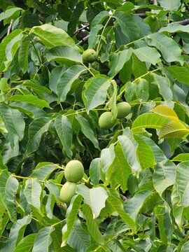 green walnut on tree