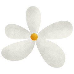 flower isolated on white