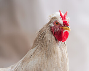 Close up of rooster with V-comb isolated on white background
