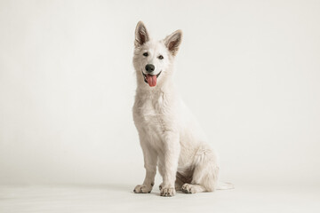 Weißer Schäferhund Welpe sitzend, Blick zur Kamera  auf weißem Hintergrund, isoliert