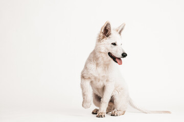Weißer Schäferhund Welpe sitzend in Bewegung auf weißem Hintergrund, isoliert
