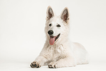 Weißer Schäferhund Welpe liegend  auf weißem Hintergrund, isoliert