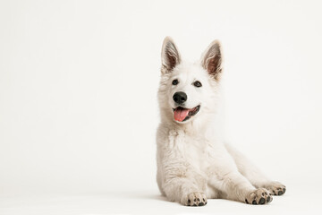 Fototapeta na wymiar Weißer Schäferhund Welpe liegend auf weißem Hintergrund, isoliert