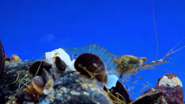 Rockpool shrimp (Palaemon elegans), shrimp looking for food among mussels, Black Sea