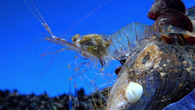 Rockpool shrimp (Palaemon elegans), shrimp looking for food among mussels, Black Sea