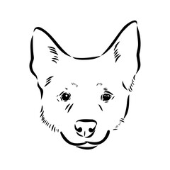 Decorative portrait of standing in profile Australian Cattle Dog, vector isolated illustration in black color on white background