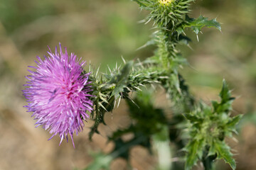 Blooming thorn close-up in the park