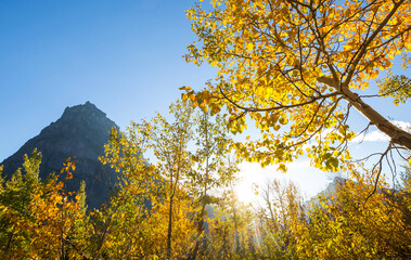 Fototapeta premium Autumn in Glacier Park