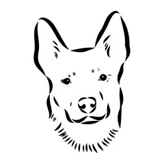 Decorative portrait of standing in profile Australian Cattle Dog, vector isolated illustration in black color on white background