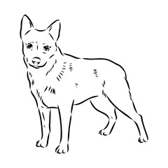 Decorative portrait of standing in profile Australian Cattle Dog, vector isolated illustration in black color on white background