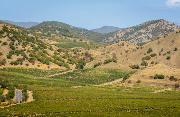 Fototapeta na wymiar Vineyards on vast areas among Crimean mountains. Smooth rows extend to foot of the mountain range. Winemaking in Crimea is one of leading branches of agriculture in Crimea.