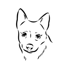 Decorative portrait of standing in profile Australian Cattle Dog, vector isolated illustration in black color on white background