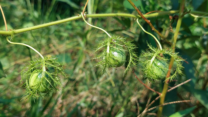 Stinking passionflower (Passiflora foetida) berry
