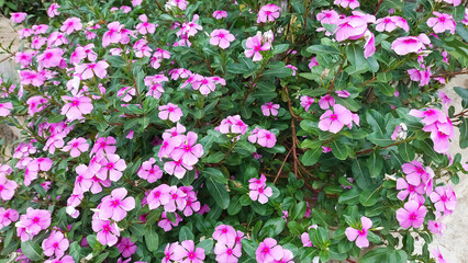 Fototapeta premium Catharanthus roseus a herbal plant known as Madagascar periwinkle or annual vinca