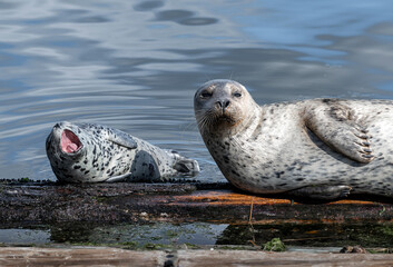 Harbor seal pup yawning widely next to its mother resting n a floating log in Puget Sound near...