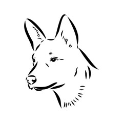 Decorative portrait of standing in profile Australian Cattle Dog, vector isolated illustration in black color on white background