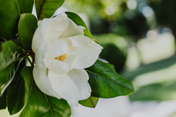 Amazing Magnolia flower in a garden. Selective focus.