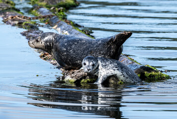 Harbor seal with pup resting on a floating log in Puget Sound near Seattle