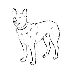 Decorative portrait of standing in profile Australian Cattle Dog, vector isolated illustration in black color on white background