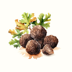 Truffle premium food watercolor ingredient template. Truffles and oak branch on the background.