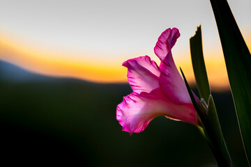 Closeup of a Gladiolus flower at sunset