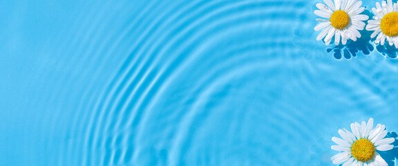 Chamomile flowers on a blue water background with concentric circles from a drop. Top view Flat...