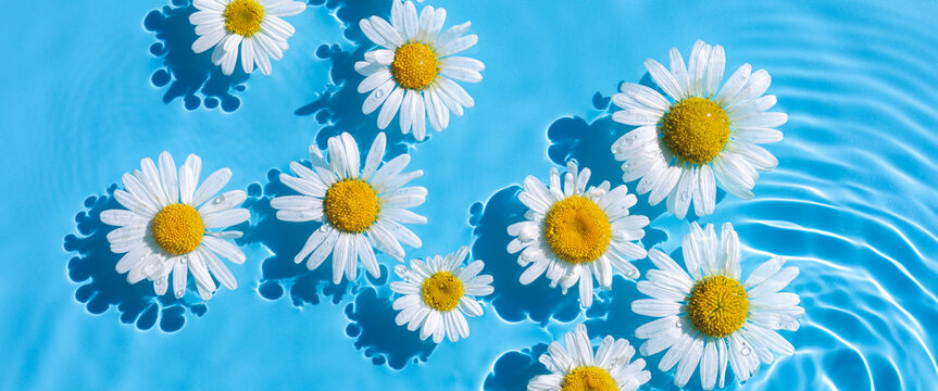 Chamomile flowers on a blue water background with concentric circles from a drop. Top view Flat lay. Banner
