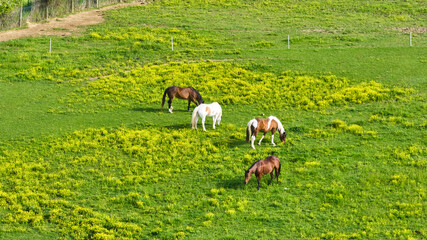 Two paint horses of white and brown with two brown horses in grass field aerial
