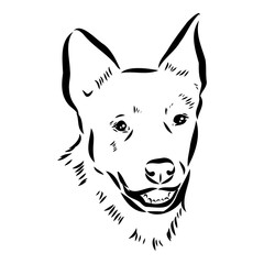 Decorative portrait of standing in profile Australian Cattle Dog, vector isolated illustration in black color on white background