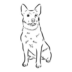 Decorative portrait of standing in profile Australian Cattle Dog, vector isolated illustration in black color on white background
