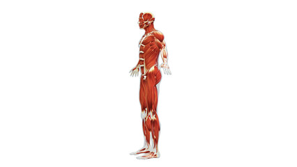 Anatomy of the Human Muscle System