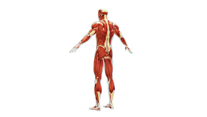 Anatomy of the Human Muscle System
