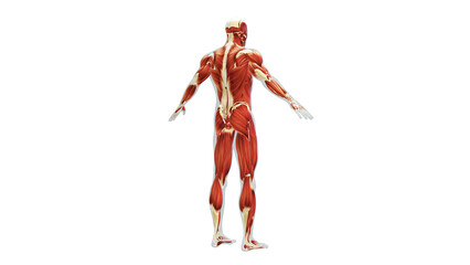 Anatomy of the Human Muscle System