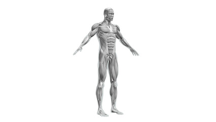Anatomy of the Human Muscle System