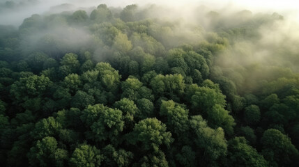 Aerial view of green forest with fog in the morning. Top view