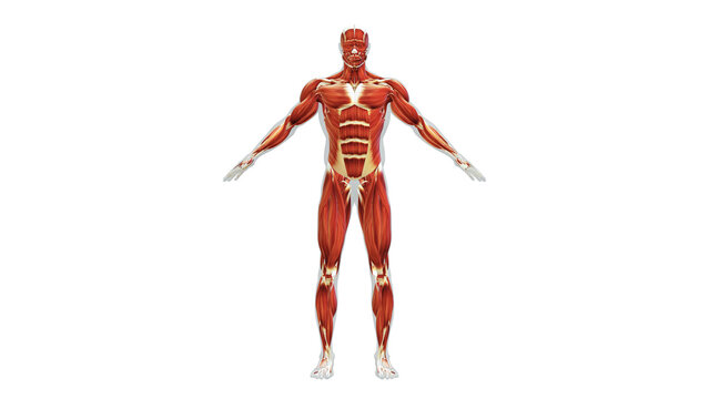 "Muscle System" Images – Browse 56,145 Stock Photos, Vectors, and Video