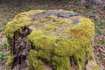 Close-up of an old pine stump covered with moss