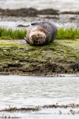 Harbour seals in the wild, Cork, Ireland