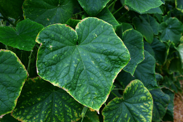 Cucumber leaves with a yellow edge. the imbalance of micro-elements and macro-elements. Problems...