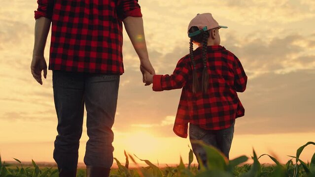 Dad daughter hold hands in field. Father, child walk on field, sunset. Kid girl, dad go hand in hand, field corn sprouts. Family farming business. Agricultural industry. Growing corn, organic food