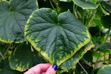 Cucumber leaves with a yellow edge. the imbalance of micro-elements and macro-elements. Problems with growing amateur organic cucumbers. Selective focus. chlorosis. improper watering