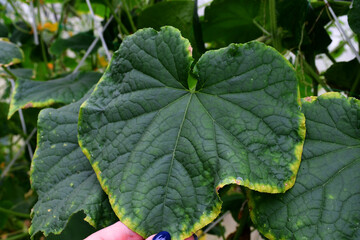 Cucumber leaves with a yellow edge. the imbalance of micro-elements and macro-elements. Problems with growing amateur organic cucumbers. Selective focus. chlorosis. improper watering
