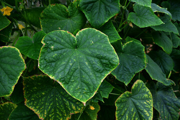 Cucumber leaves with a yellow edge. the imbalance of micro-elements and macro-elements. Problems with growing amateur organic cucumbers. Selective focus. chlorosis. improper watering