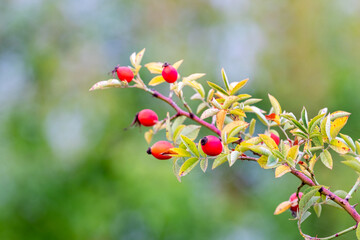 Dog rose fruits (Rosa canina) in nature. Red rose hips on bushes