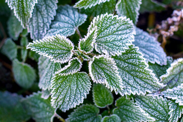 Green nettle leaves covered with white frost in the garden