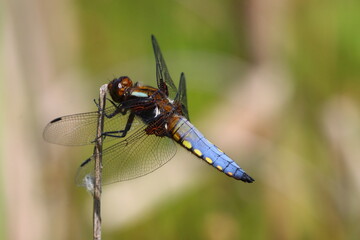 Male broad Boddied Chaser Dragonfly holding onto a reed , County Durham, England, UK.