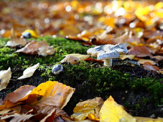 mushrooms on moss floor