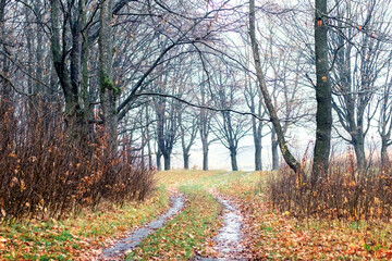 Late autumn in the forest, a road in the forest between bare trees