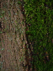 half moss tree bark
