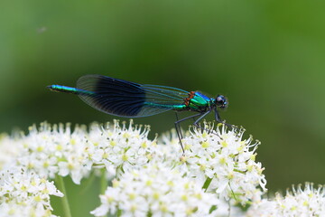 banded demoiselle resting on Cow Parsnip, County Durham, England, UK.